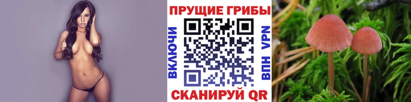 hydra зеркало  наркотики  Курчалой  Галлюциногенные грибы Psilocybe 